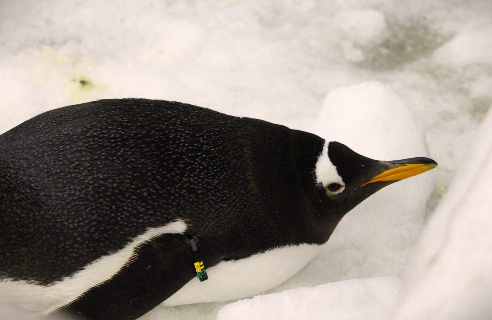 Antarctica: Empire of the Penguin - Southern Gentoo Penguin