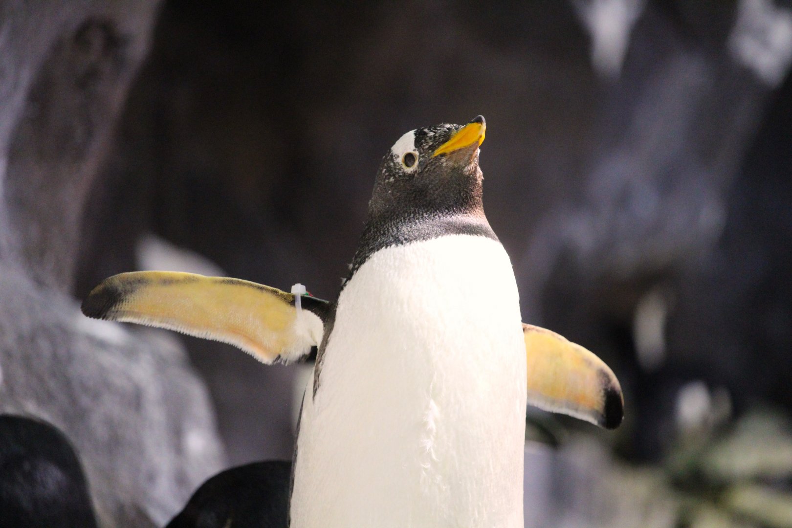 Antarctica: Empire of the Penguin - Southern Gentoo Penguin