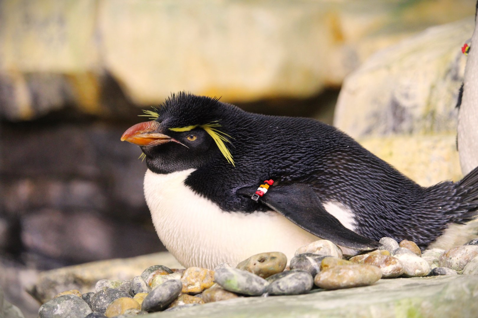 Antarctica: Empire of the Penguin - Southern Rockhopper Penguin