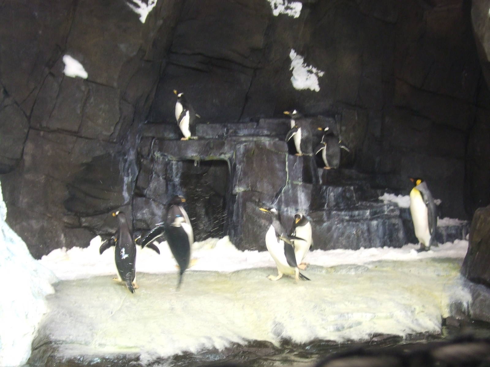 Antarctica: Empire of the penguin