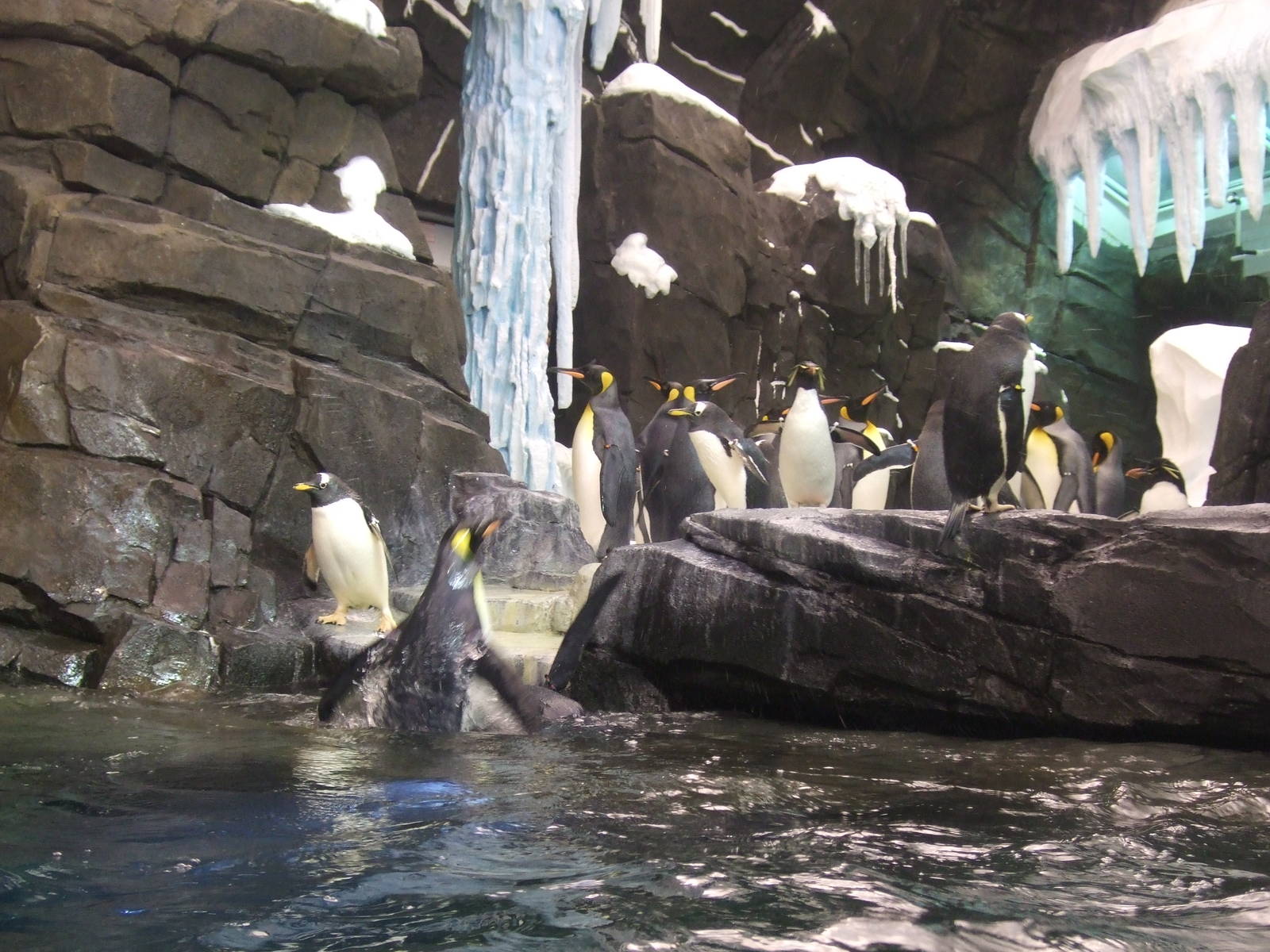 Antarctica: Empire of the penguin