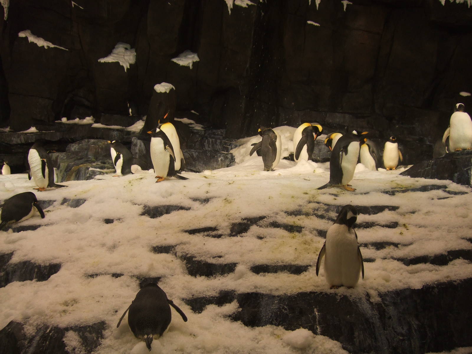 Antarctica: Empire of the penguin