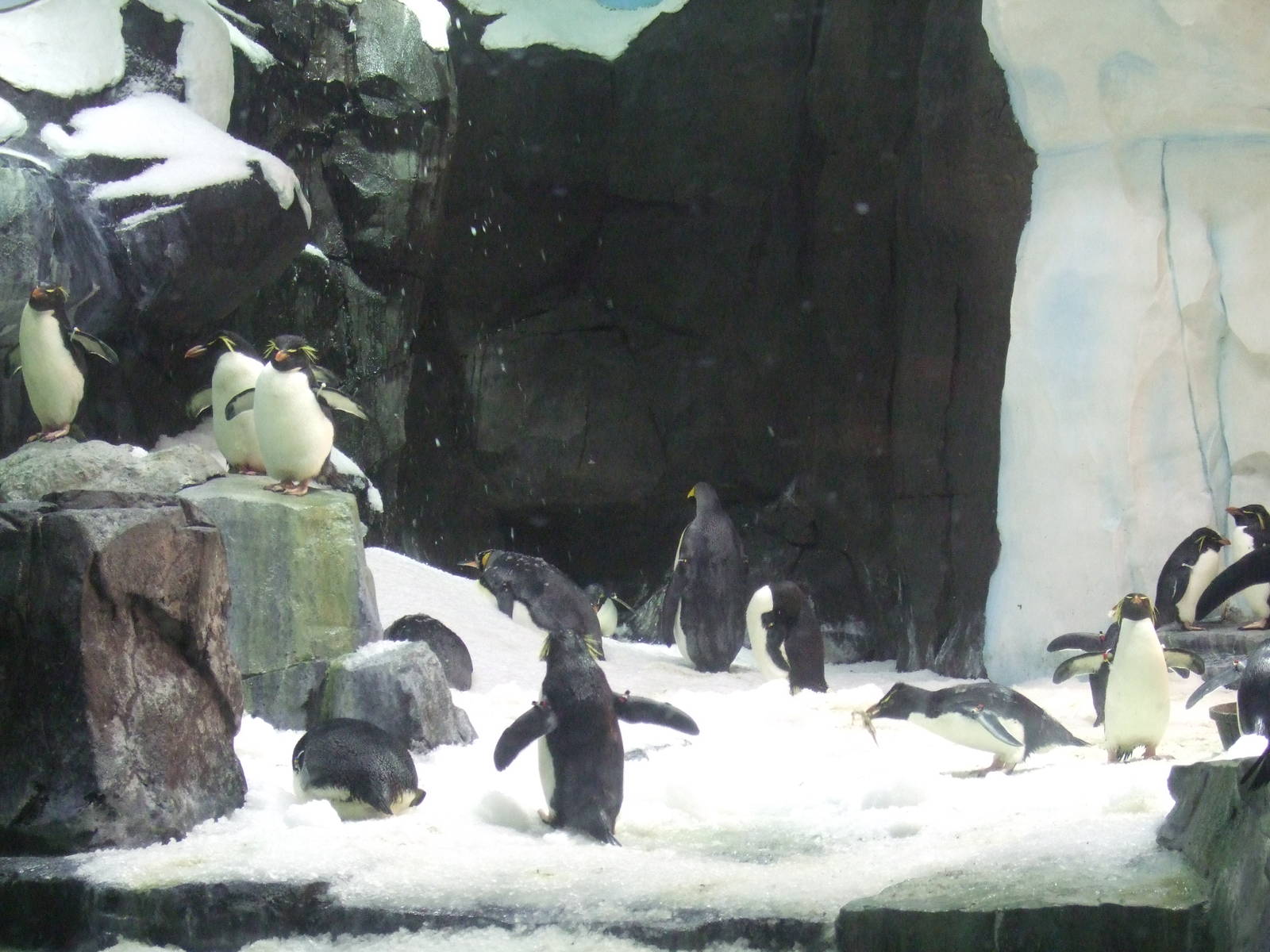 Antarctica: Empire of the penguin