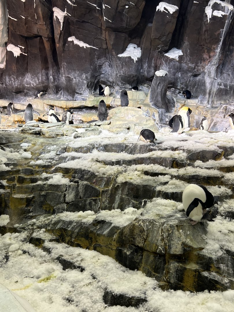 Antarctica: Empire of the Penguin