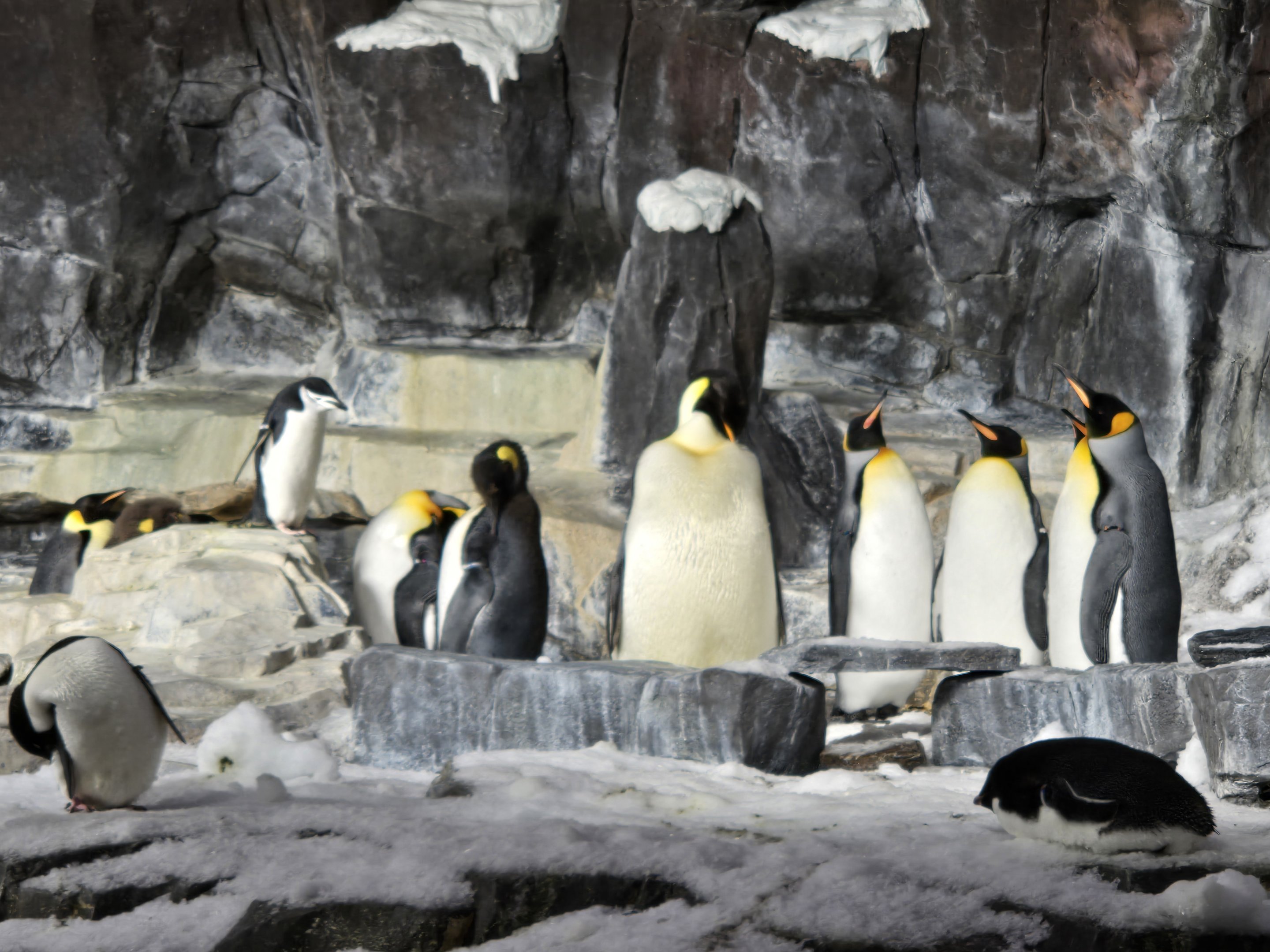 Antarctica Realm - Emperor, King, chinstrap , and Adélie Penguins