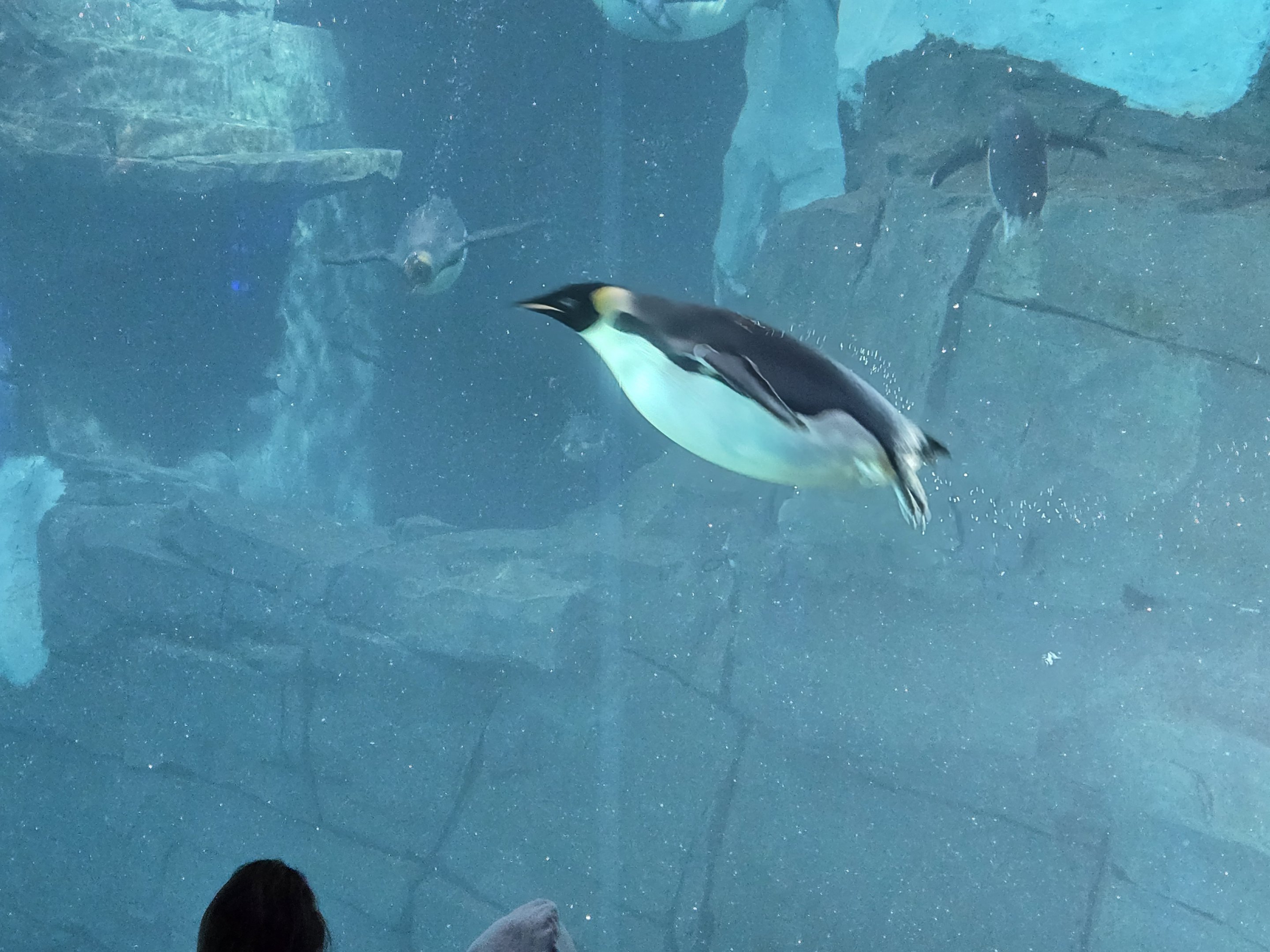 Antarctica Realm - Emperor Penguin