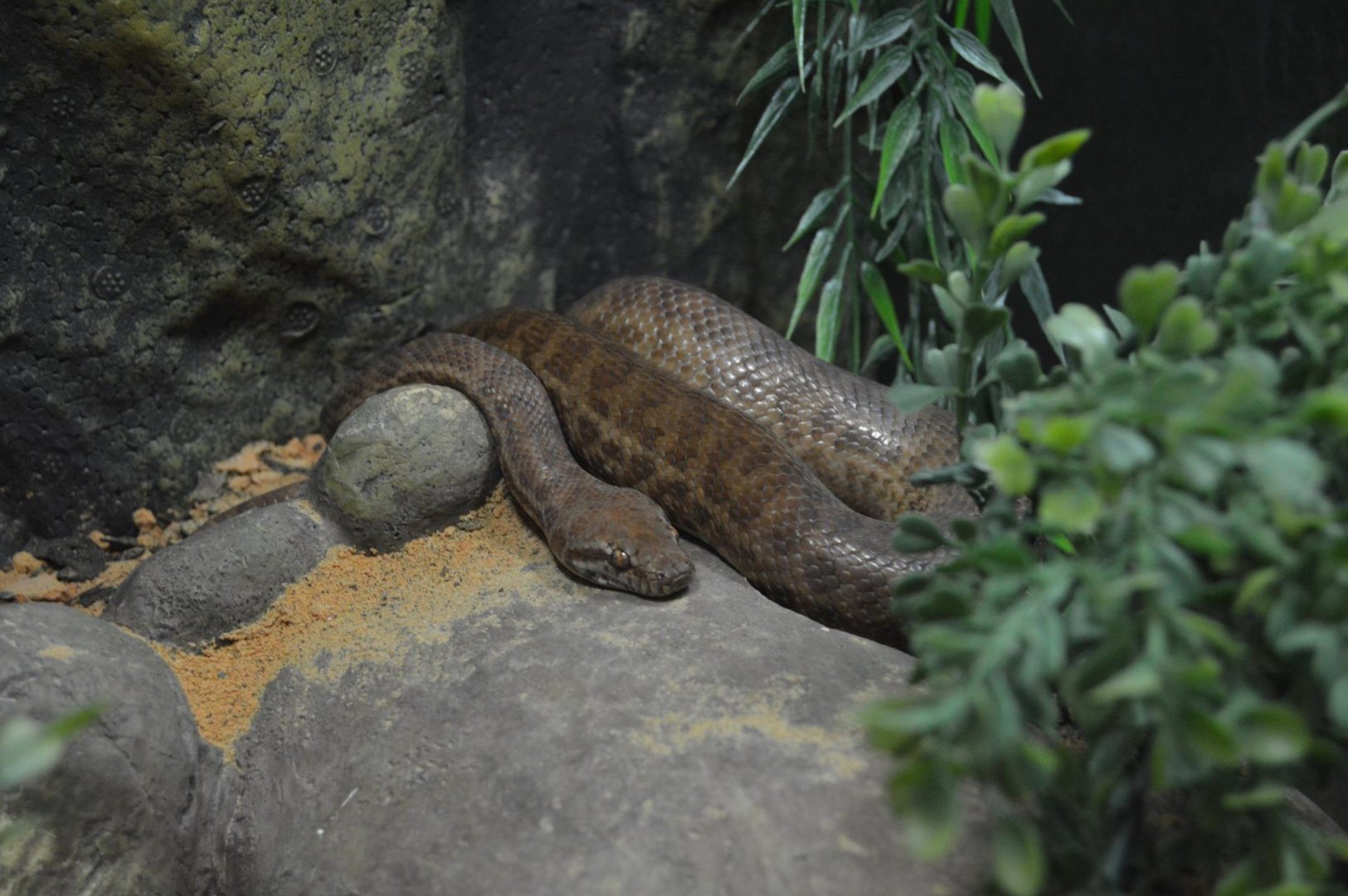 Antaresia perthensis