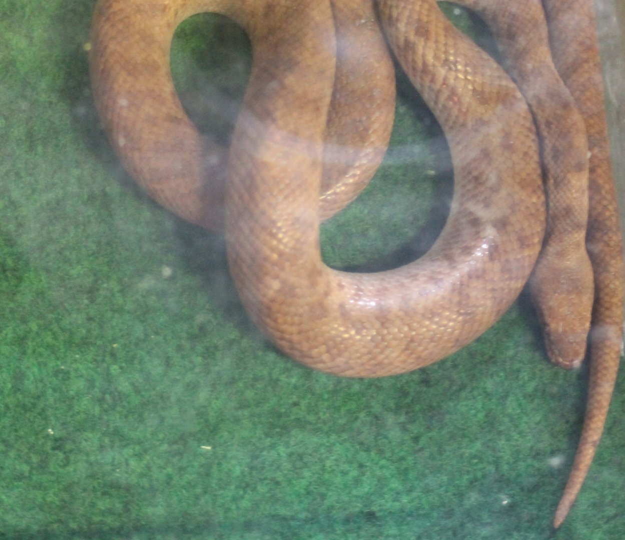 Antaresia perthensis