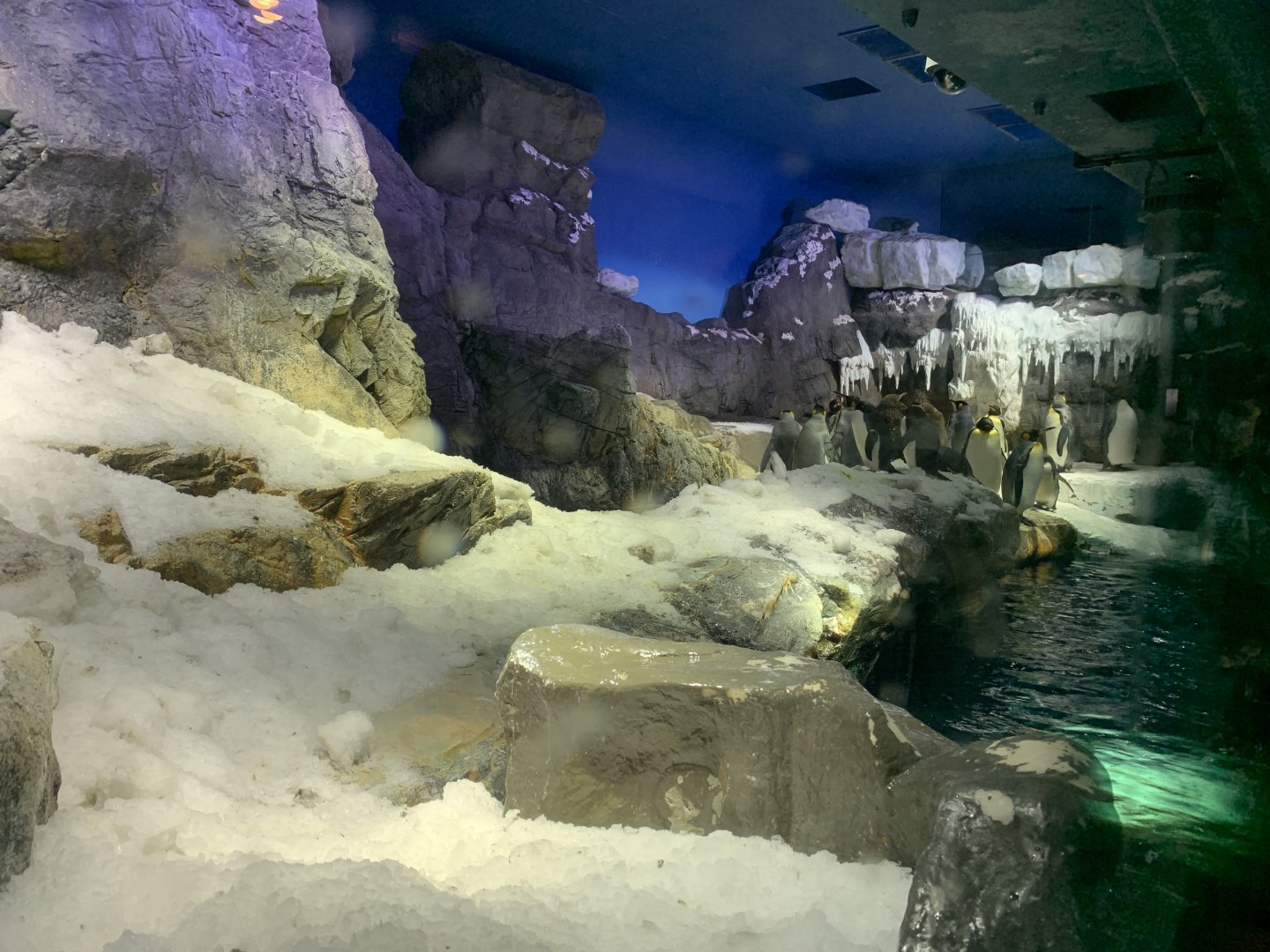 Antartica Exhibit