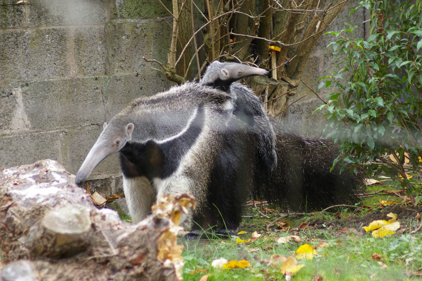 Anteater and Infant
