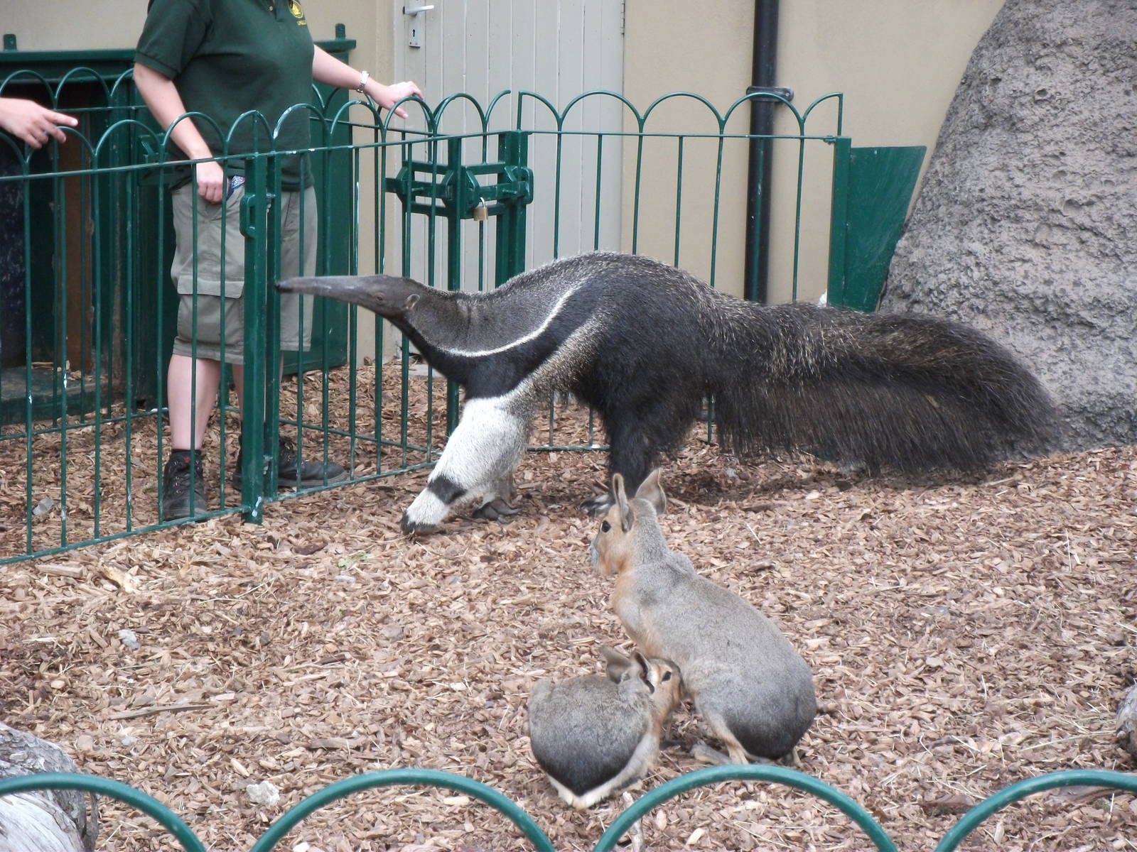 Anteater and mara