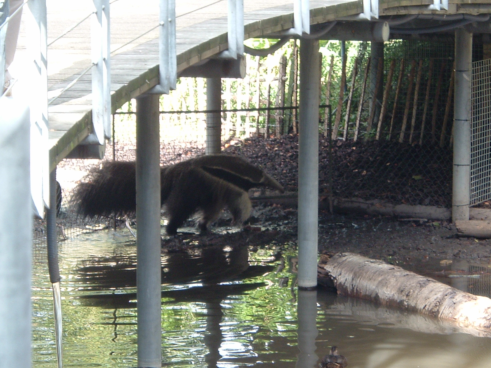 Anteater at Artis Zoo, 2006
