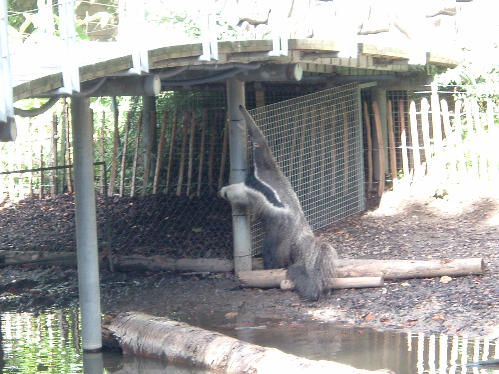 Anteater at Artis Zoo, 2006