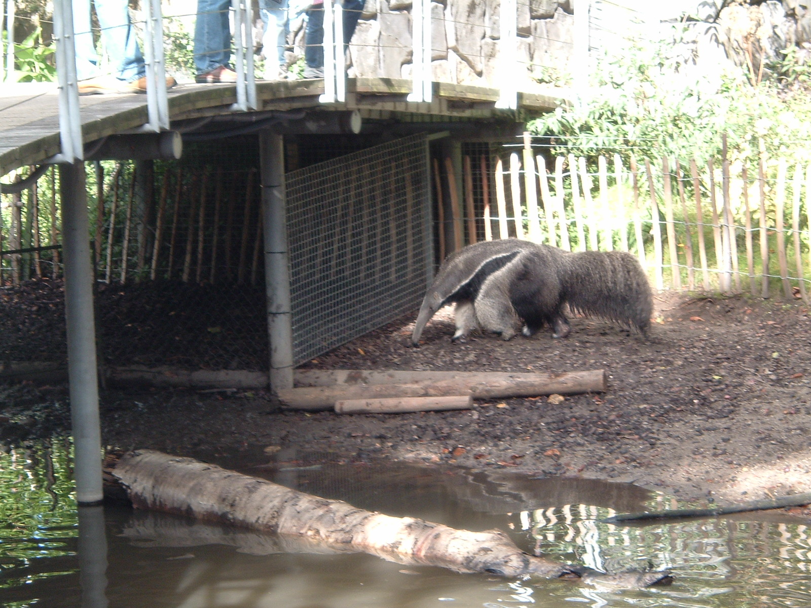 Anteater at Artis Zoo, 2006