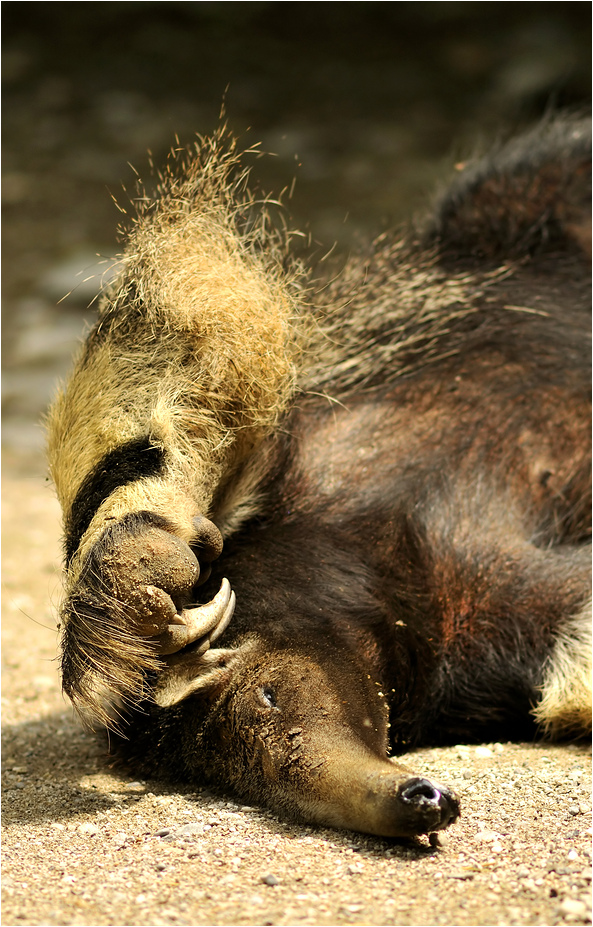 Anteater at munich zoo