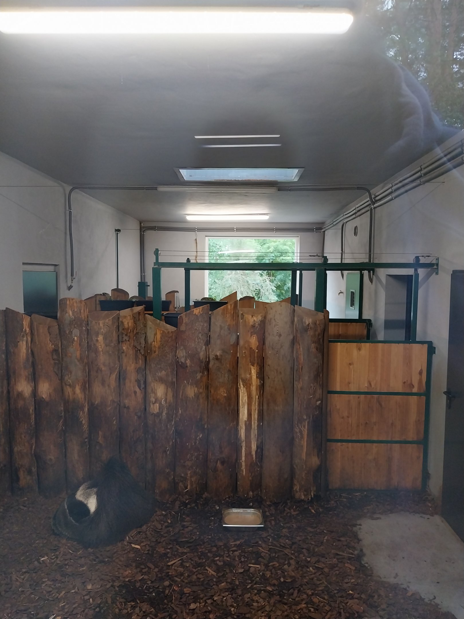 Anteater Building - Giant Anteater (Myrmecophaga tridactyla)