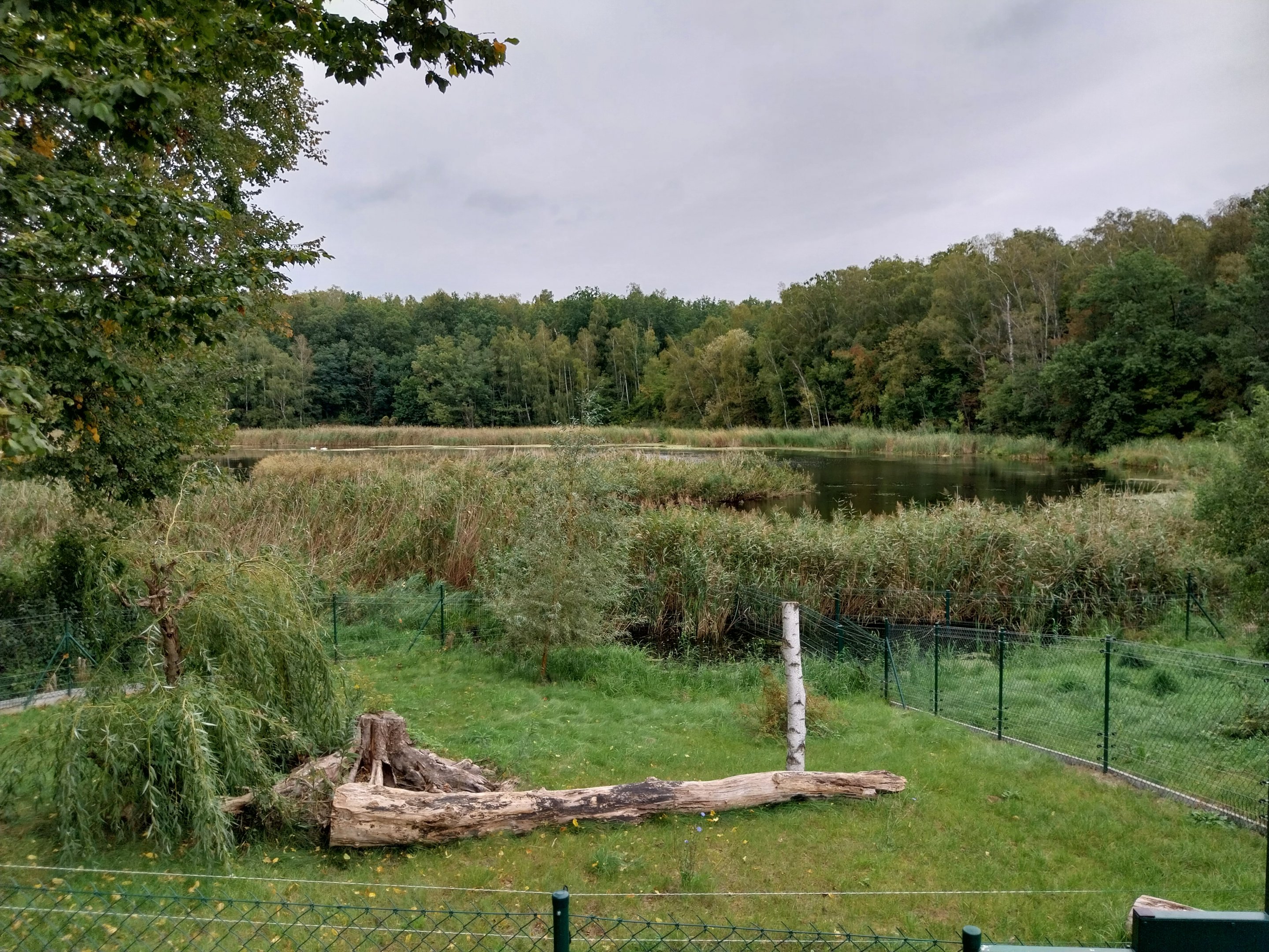 Anteater Building - Giant Anteater (Myrmecophaga tridactyla)