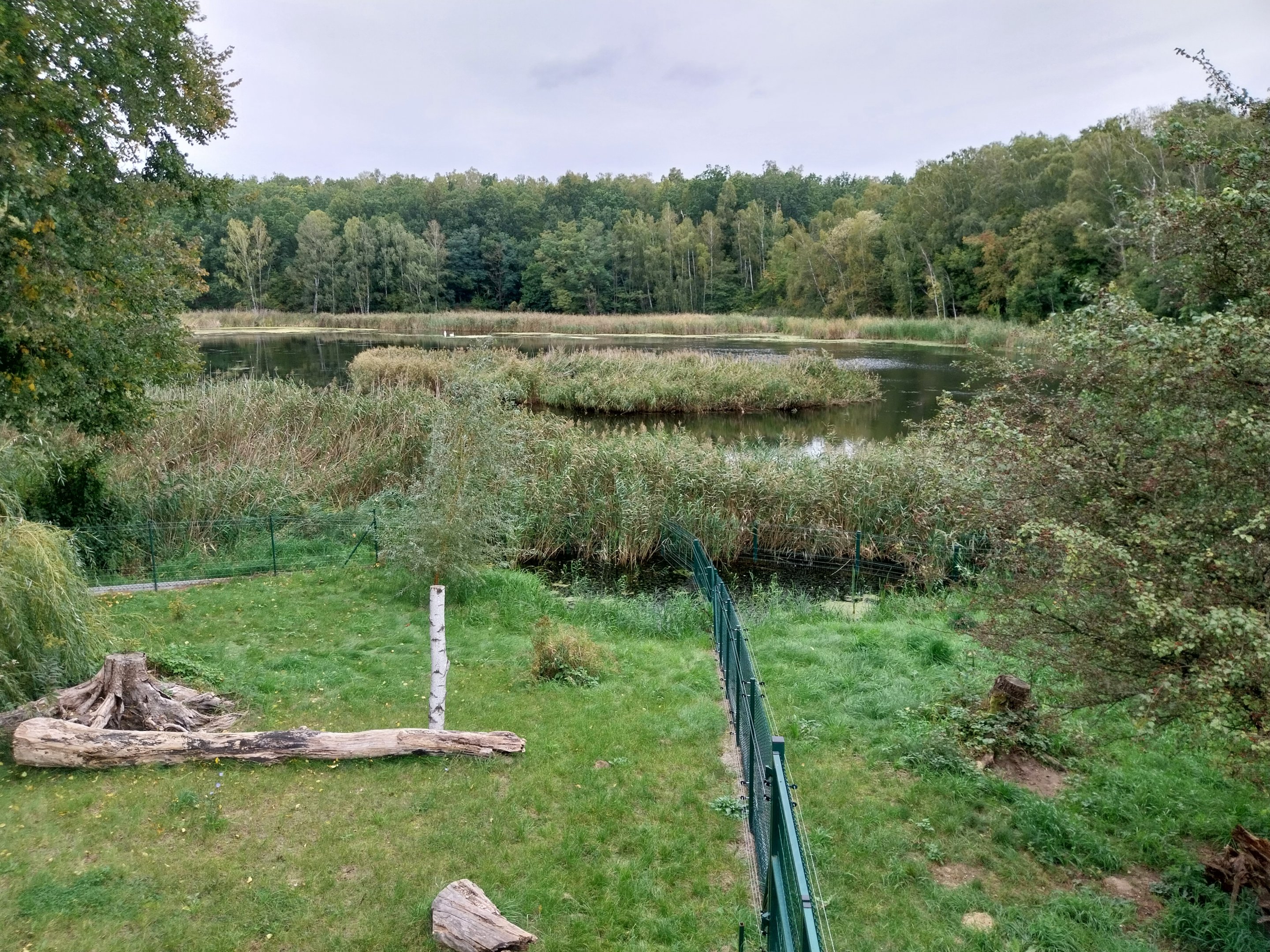 Anteater Building - Giant Anteater (Myrmecophaga tridactyla)