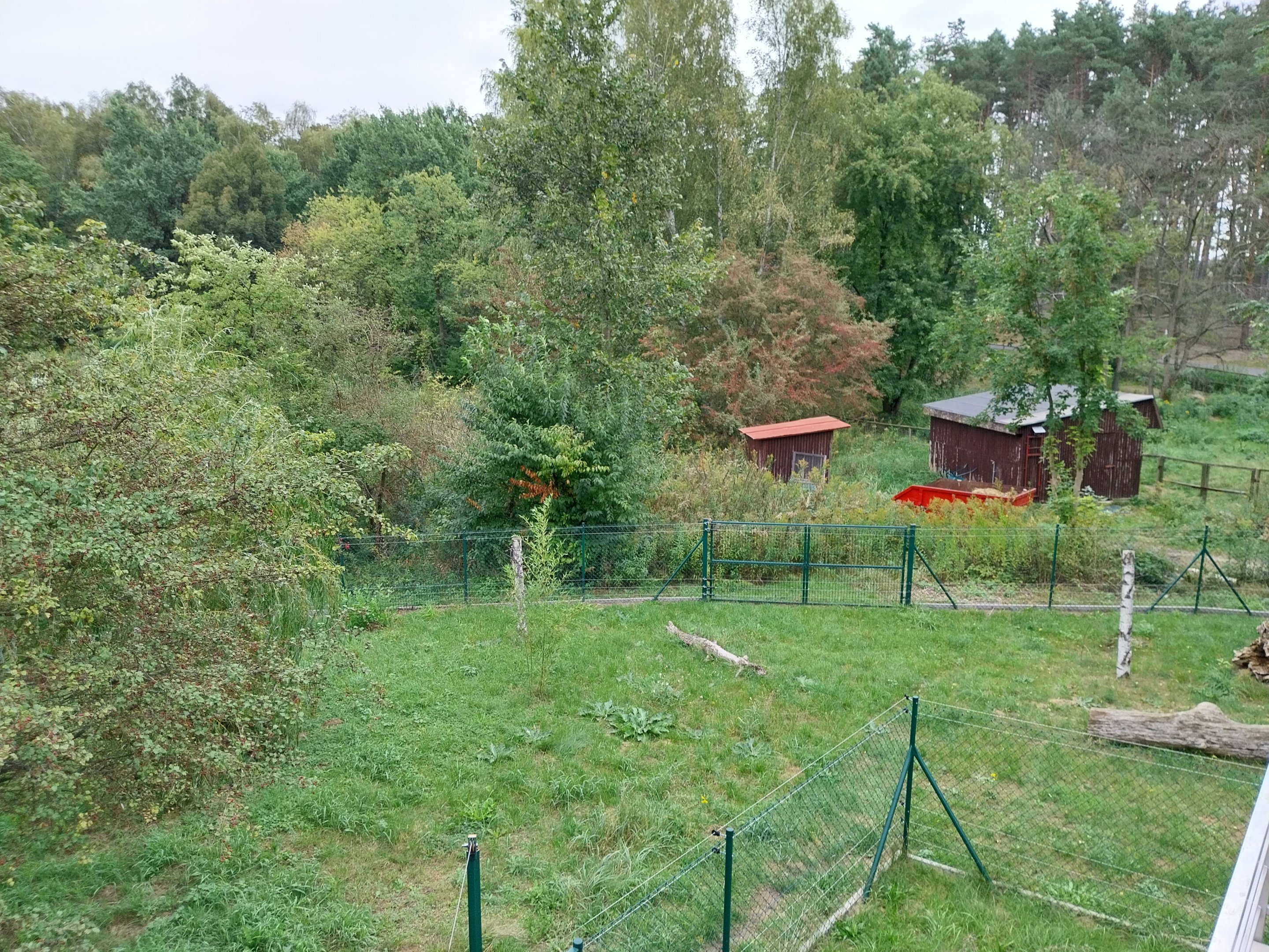 Anteater Building - Giant Anteater (Myrmecophaga tridactyla)