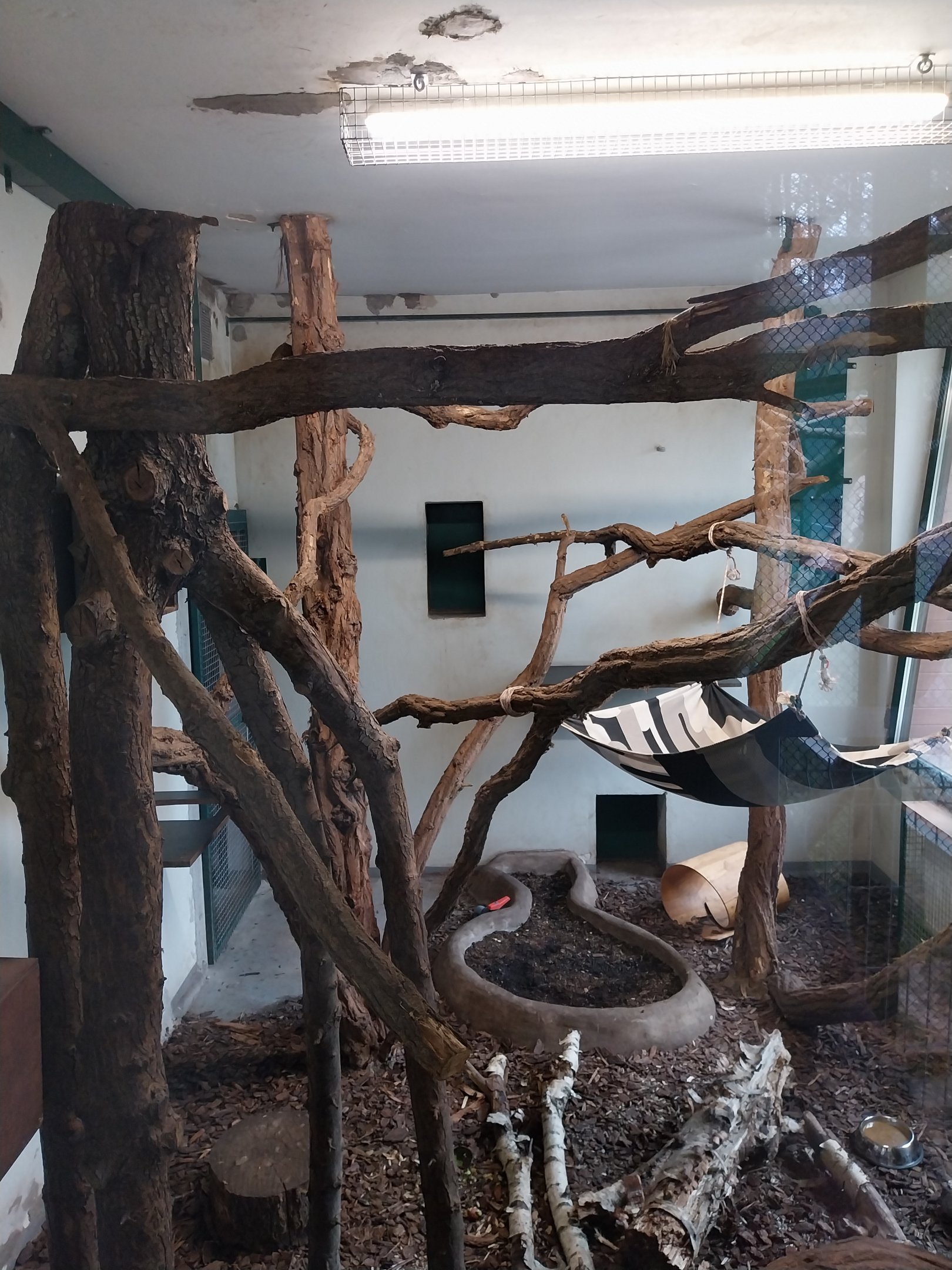 Anteater Building - Southern Tamandua (Tamandua tetradactyla)