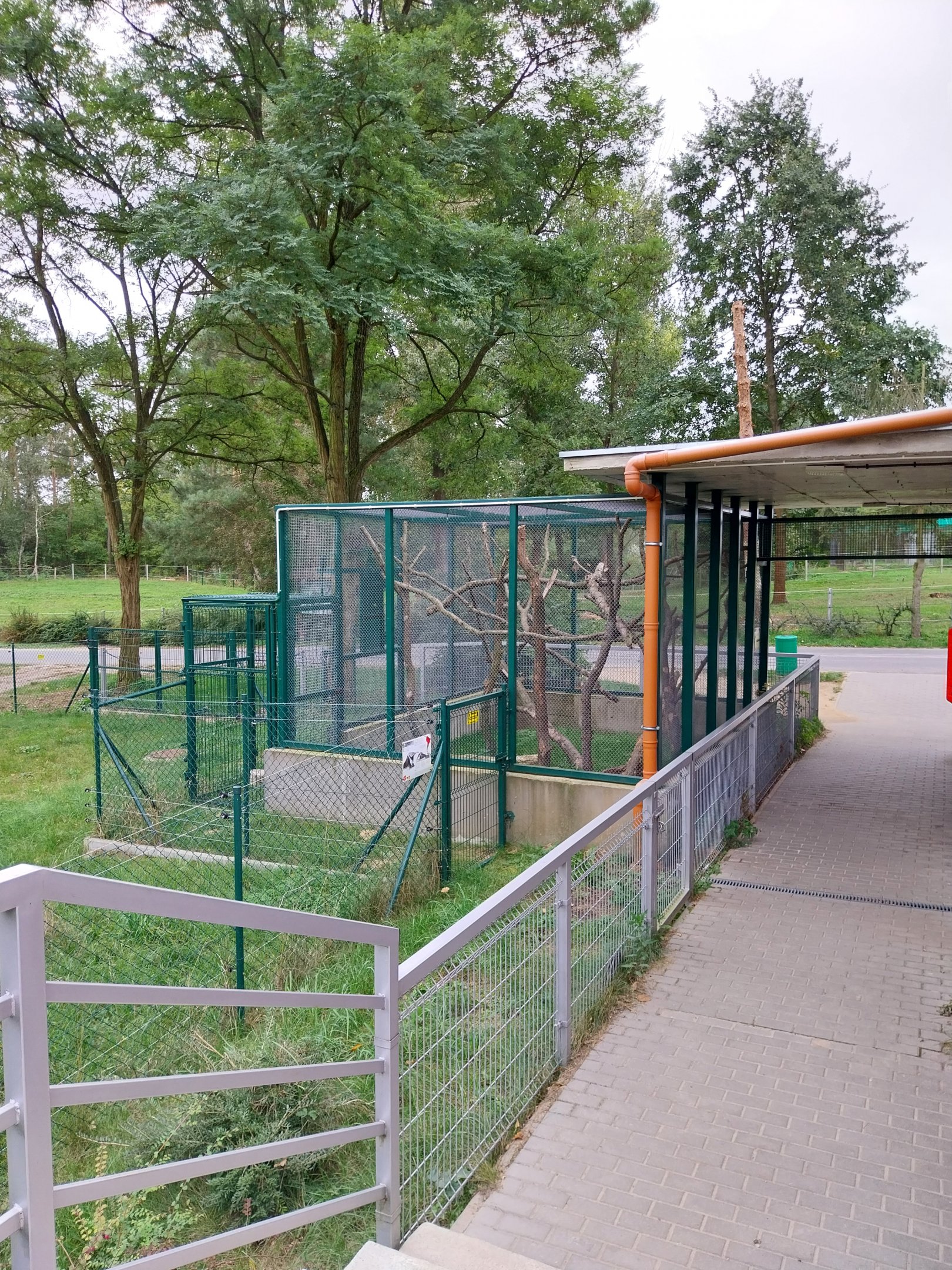 Anteater Building - Southern Tamandua (Tamandua tetradactyla)