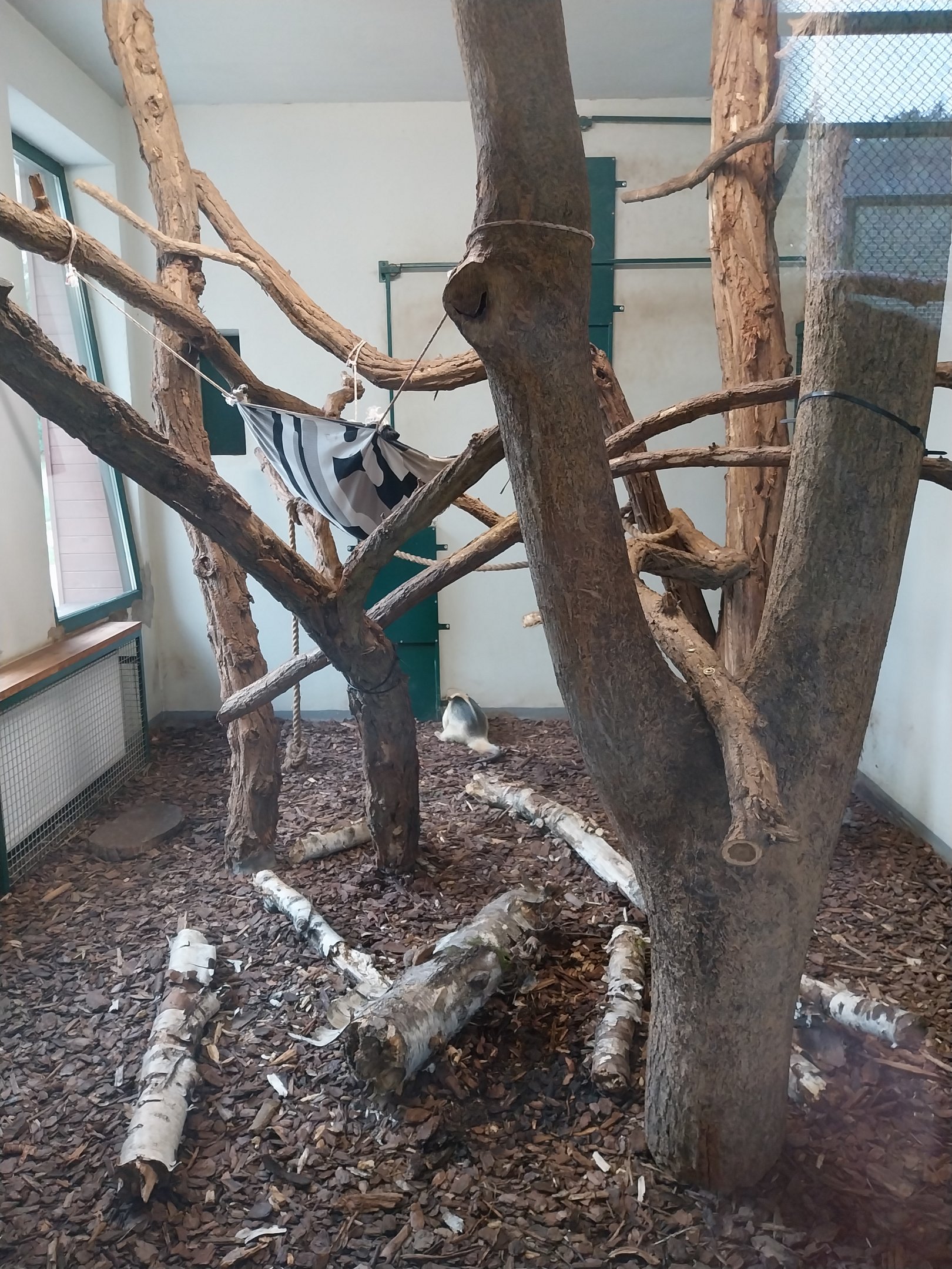 Anteater Building - Southern Tamandua (Tamandua tetradactyla)