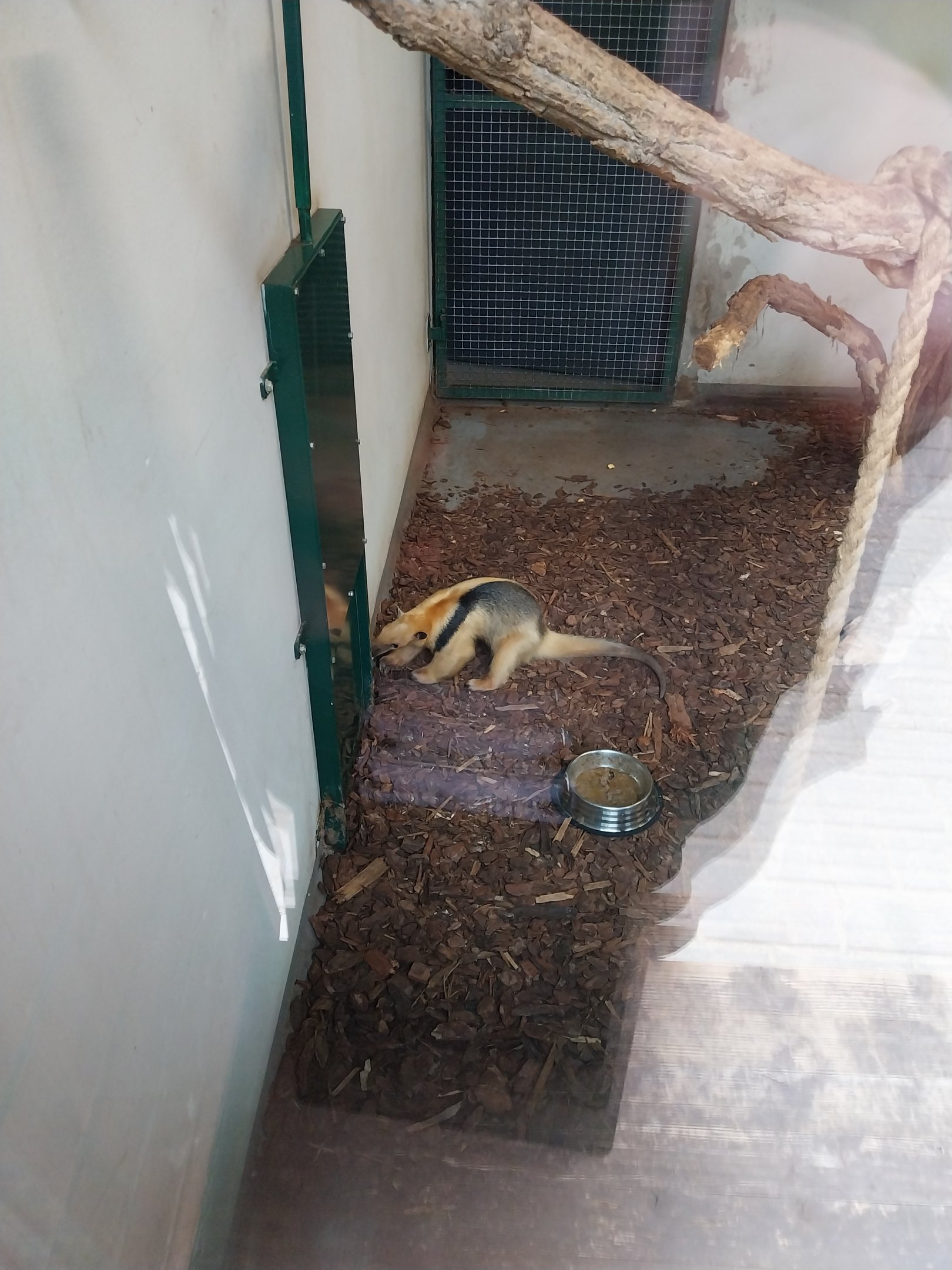 Anteater Building - Southern Tamandua (Tamandua tetradactyla)
