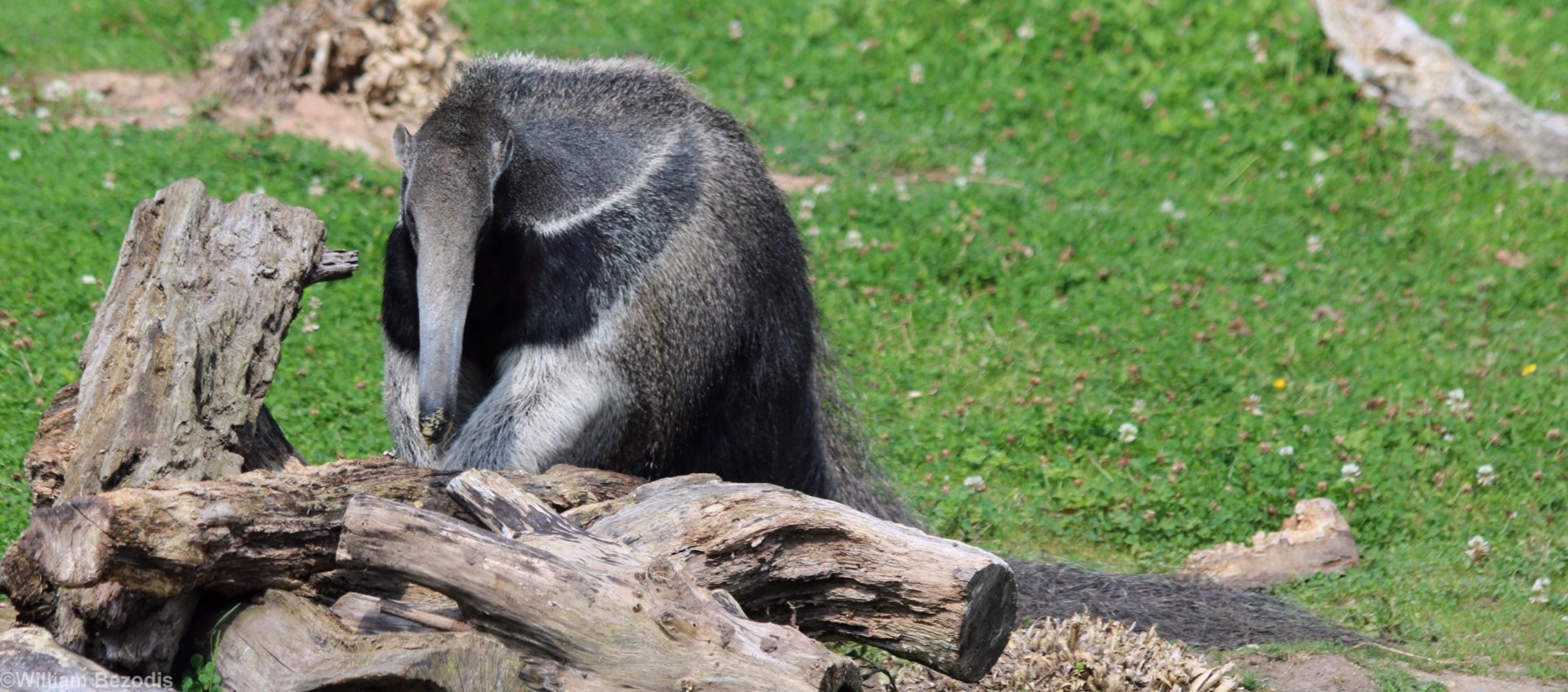 Anteater Eating