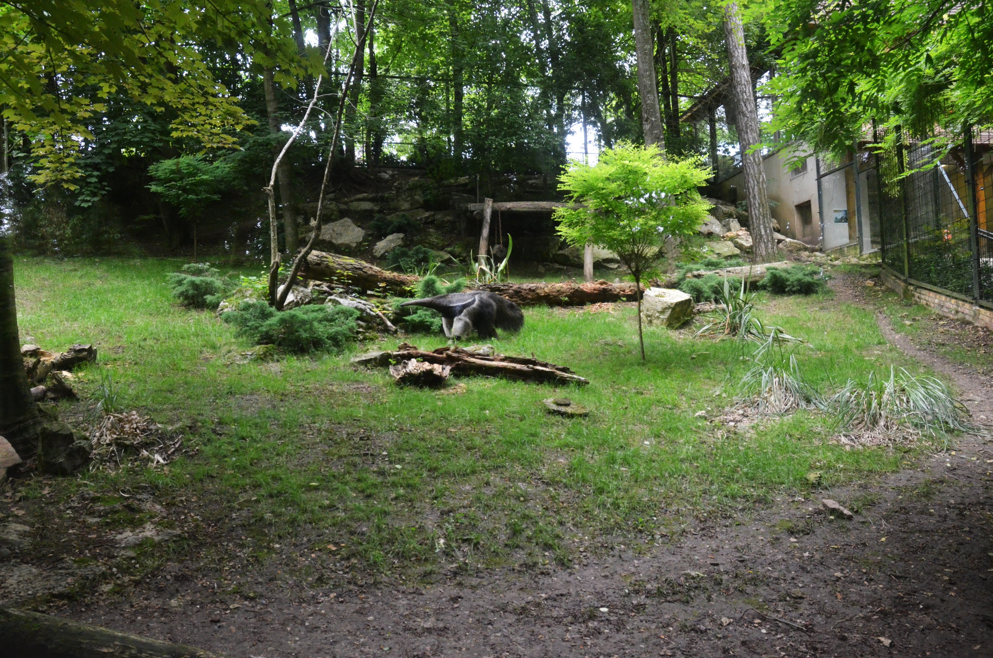 Anteater Enclosure at Beauval, 12/06/18
