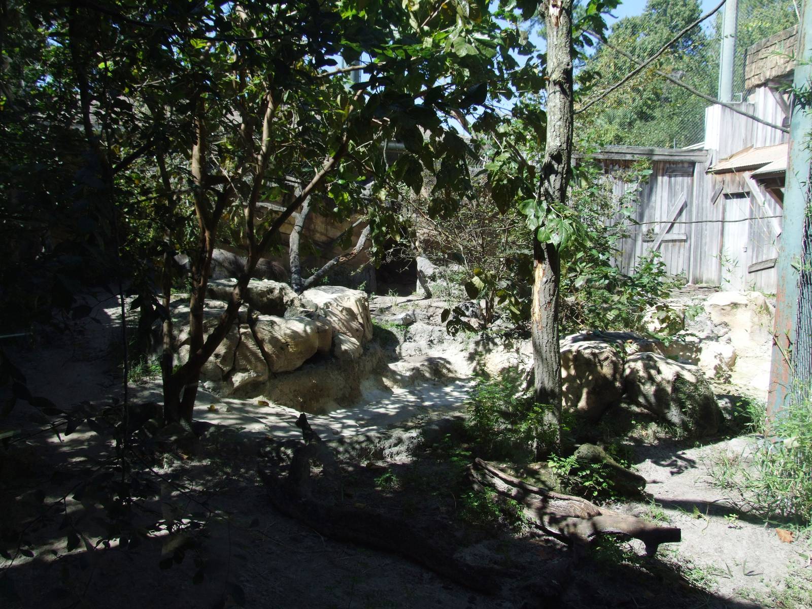 Anteater Enclosure at Jacksonville, 10/10/13