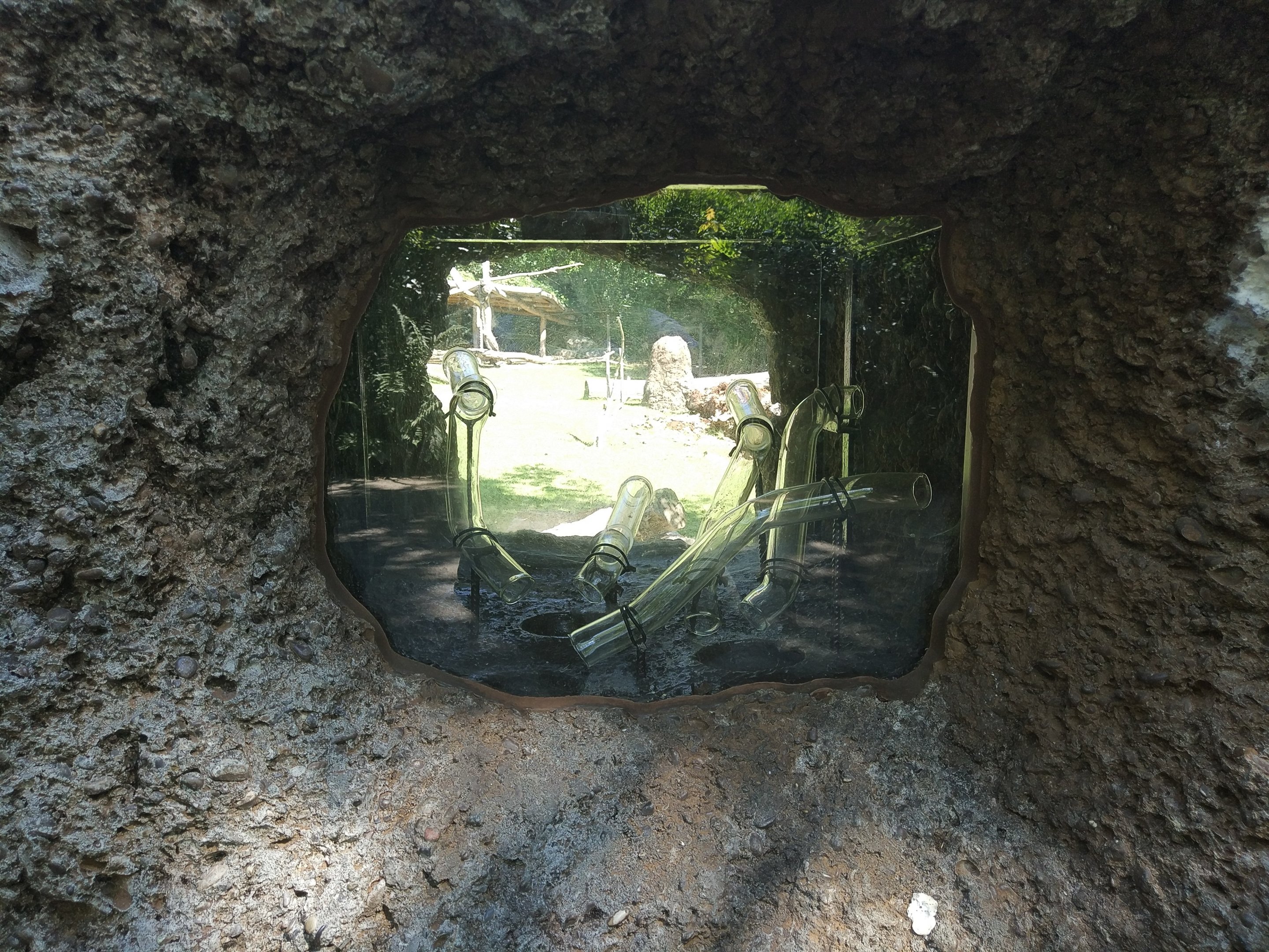 Anteater enrichment/education