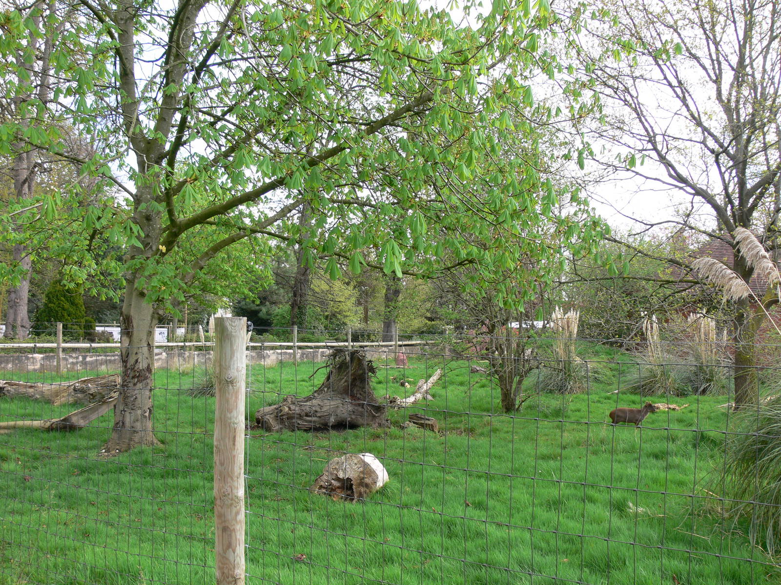 Anteater exhibit at Chester Zoo, 14/04/14