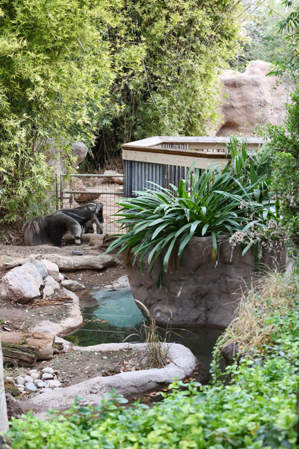 anteater exhibit
