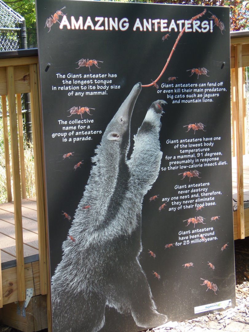 Anteater Facts Sign