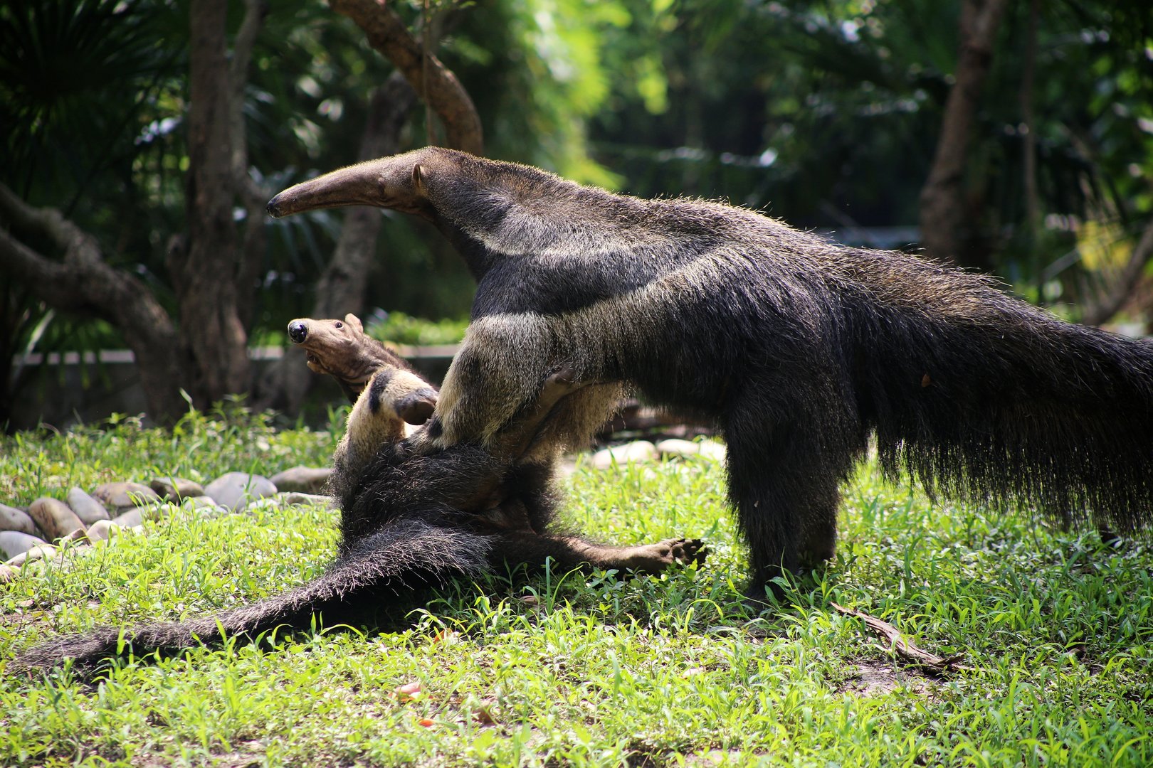 Anteater Fight