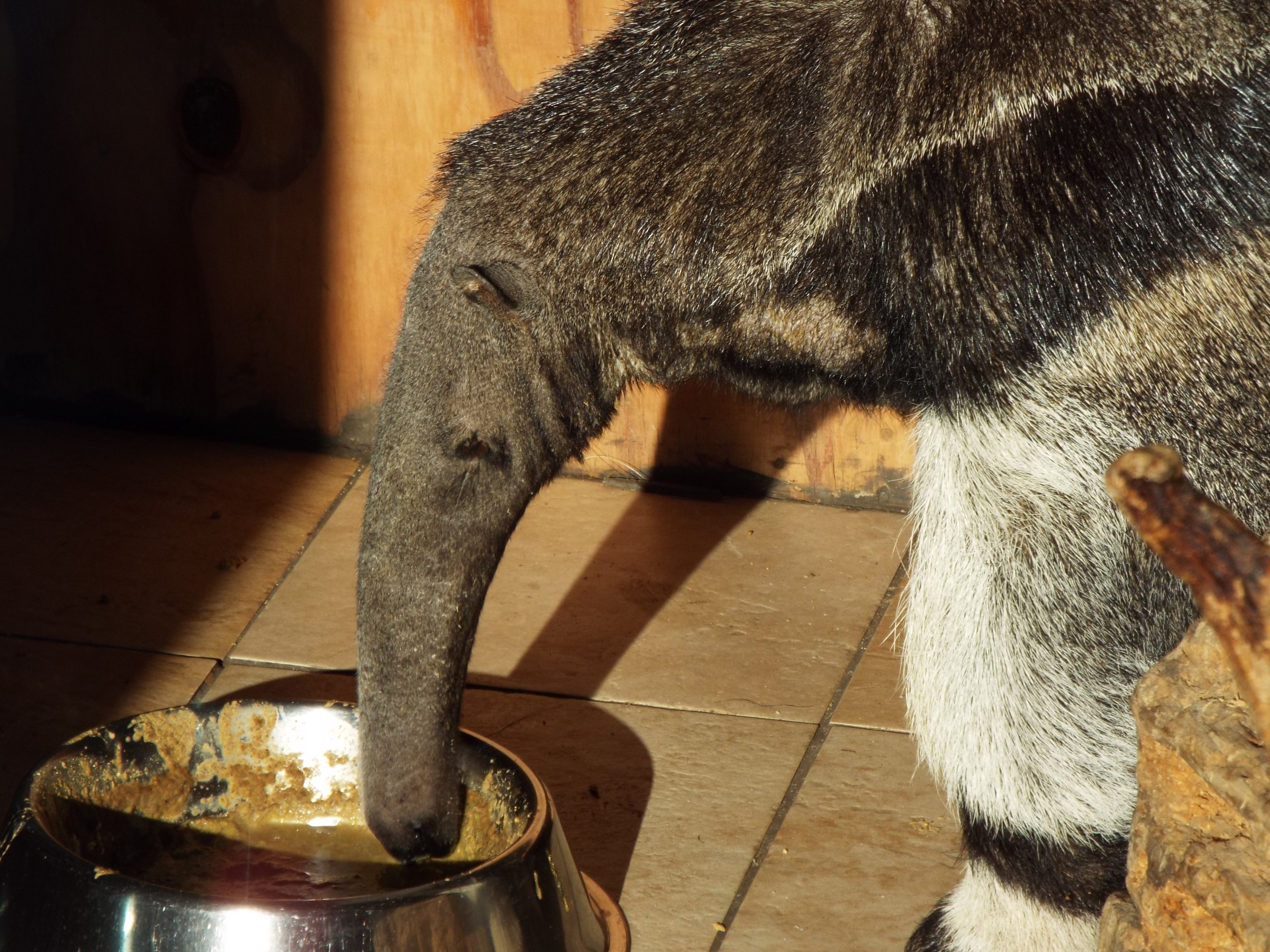 Anteater Hamerton Zoo Park