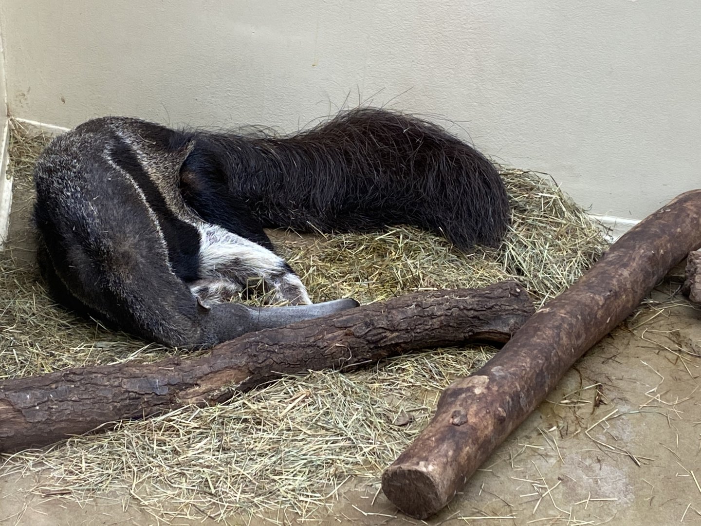 Anteater House - Giant anteater 021219