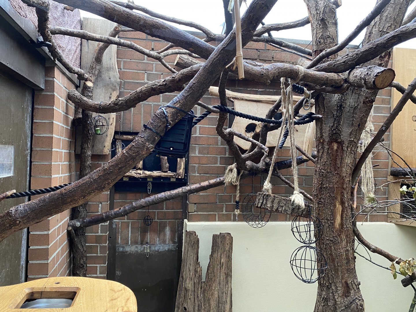 Anteater House - Kinkajou exhibit 021219