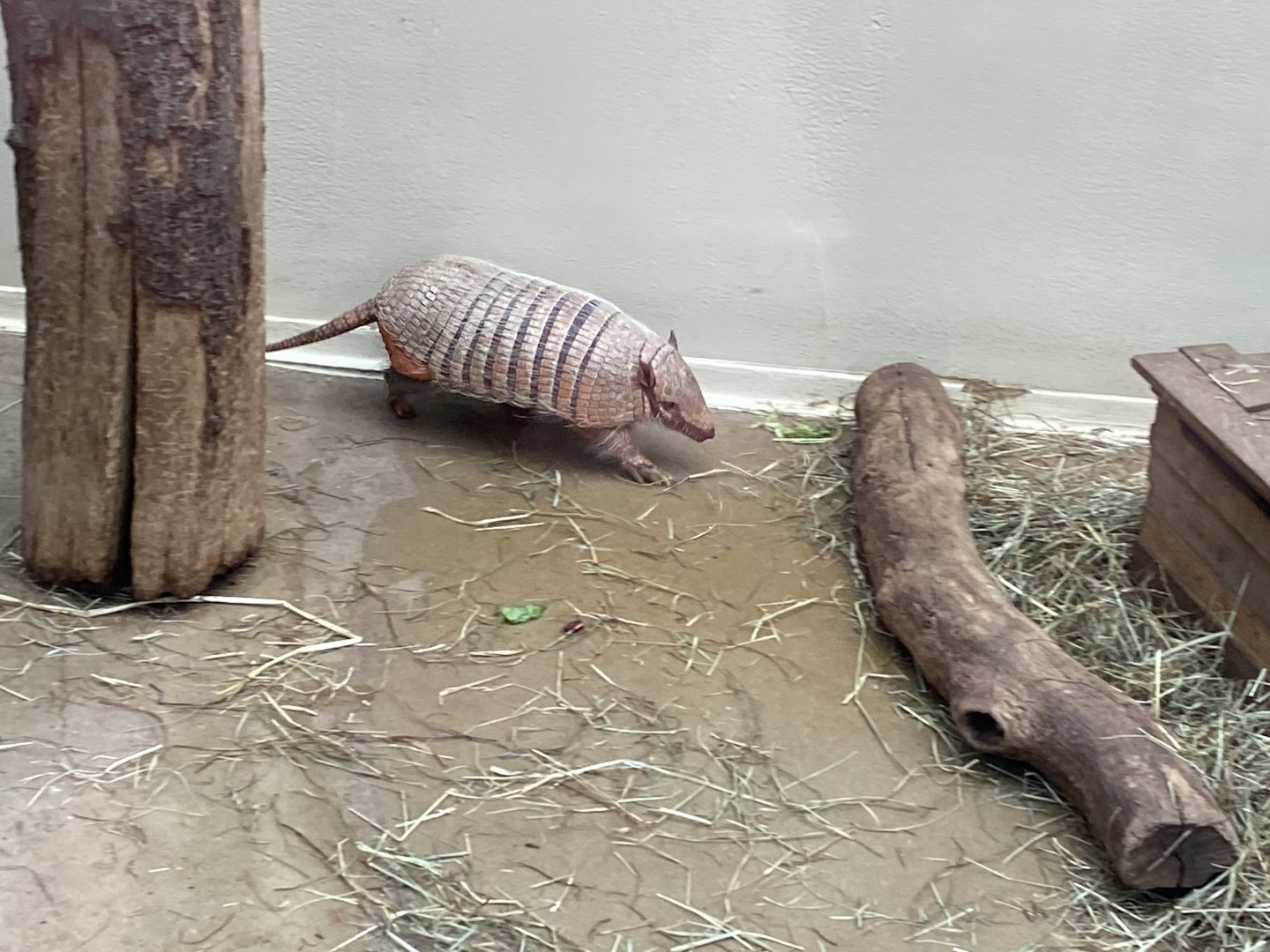 Anteater House - Six-banded armadillo 021219