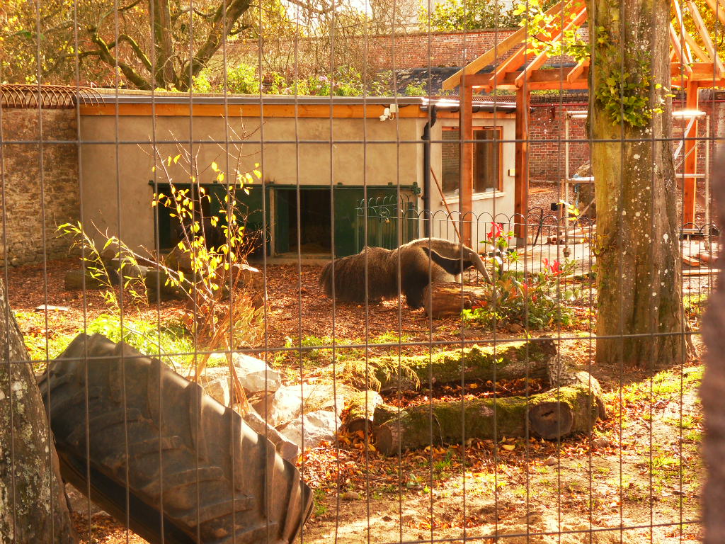 Anteater in jungle experience