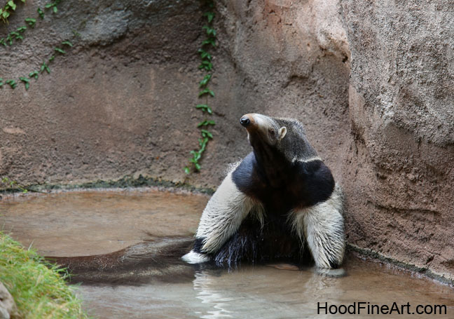anteater in pond