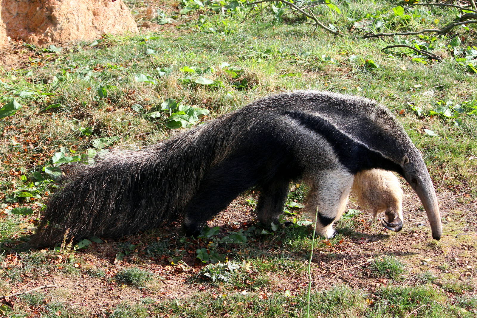 Anteater in the larger enclosure 5-10-14