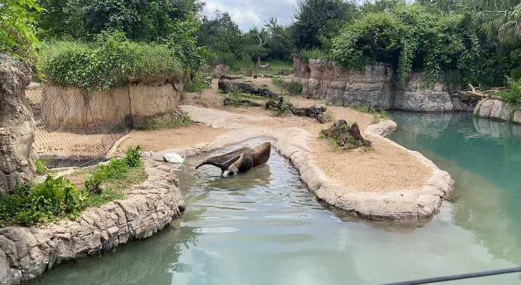 Anteater in the water