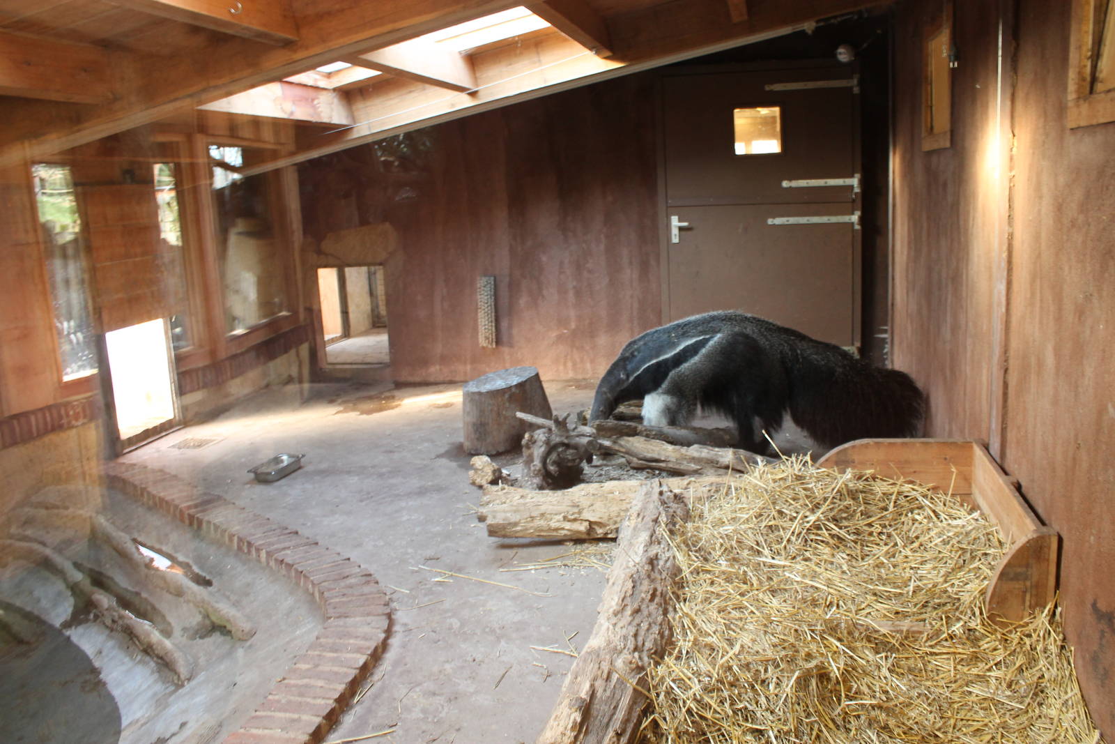 Anteater indoor exhibit (December 30th, 2015)