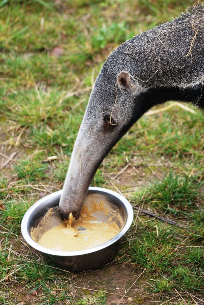 Anteater Lunch at Yorkshire WP, 25/08/14