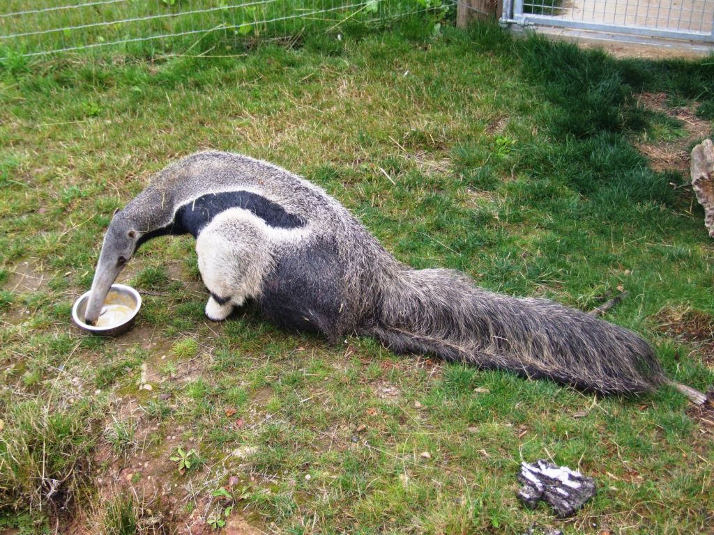 Anteater Lunch at Yorkshire WP, 25/08/14