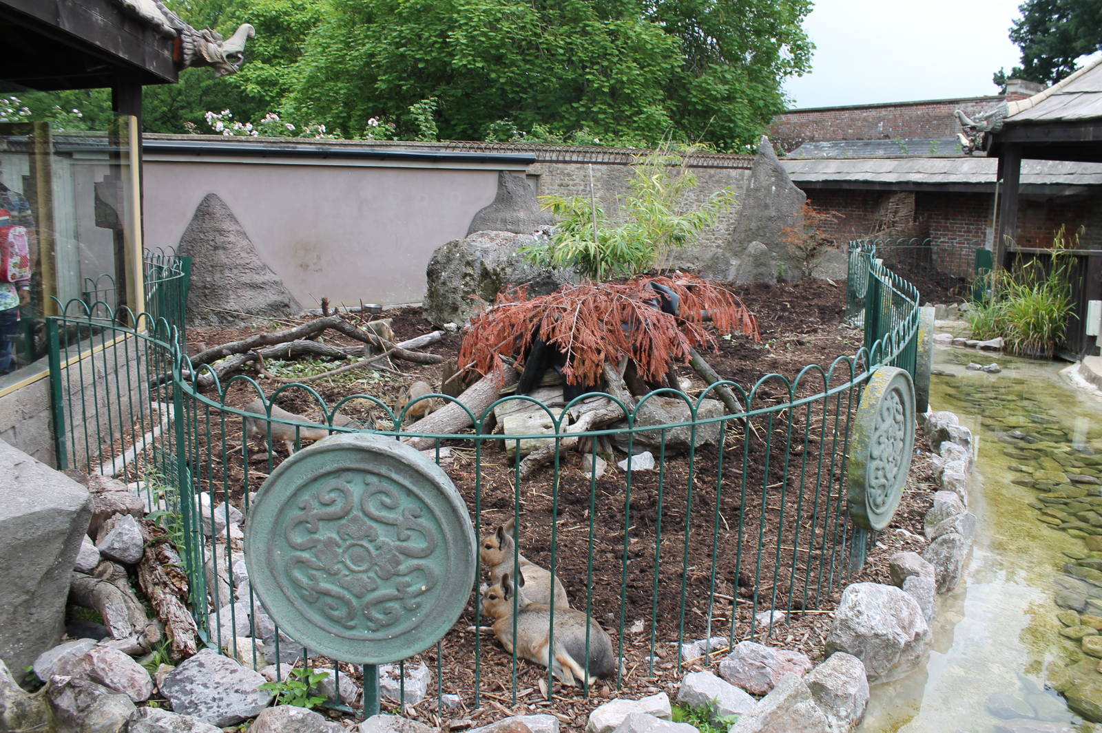 Anteater/Mara enclosure