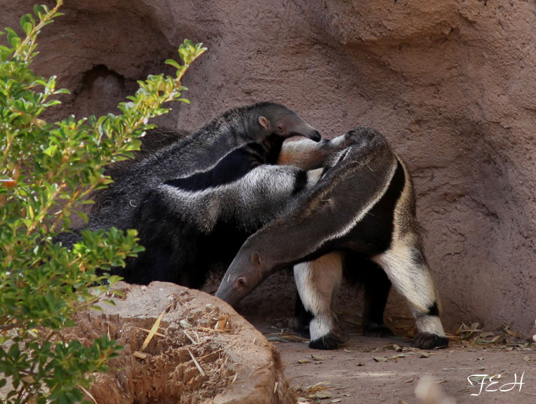 anteater mom and baby
