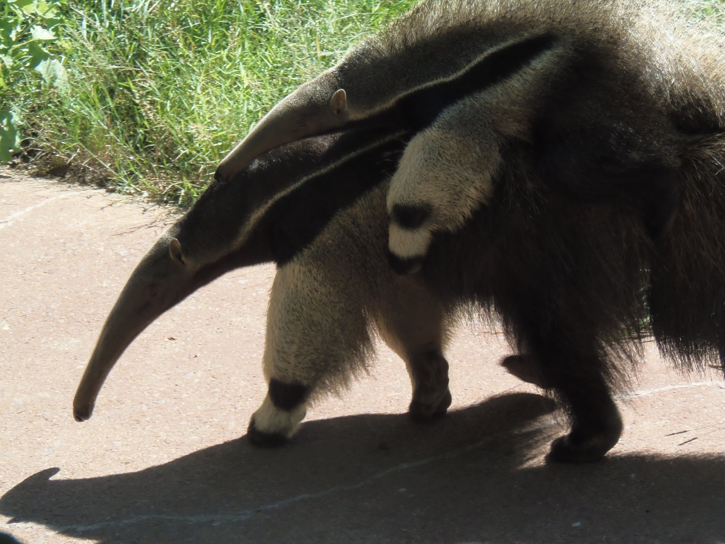 Anteater Mom and Pup