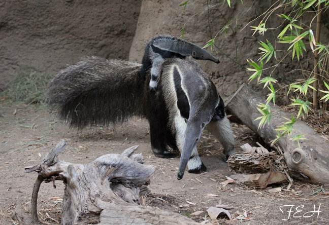 anteater mother and baby